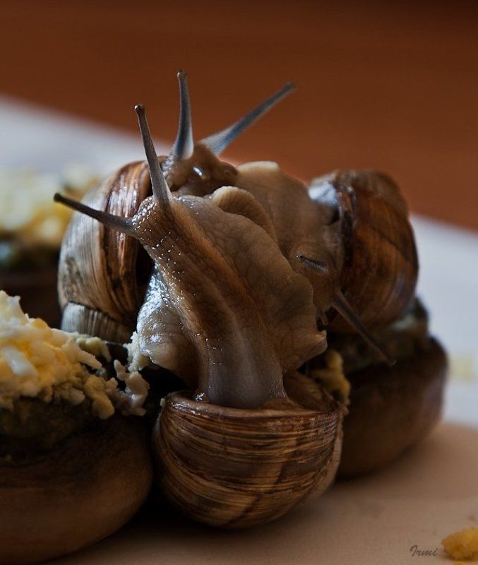 виноградные, улитки Камасутра в исполнении виноградных улиток!photo preview