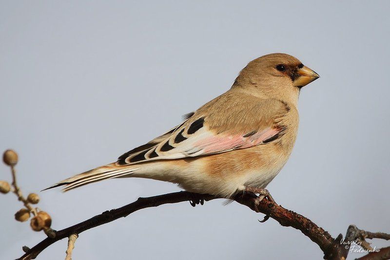 буланый, вьюрок, rhodospiza, obsoleta Буланыйphoto preview