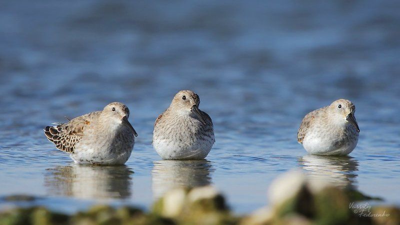 чернозобик, кулик, calidris, alpina Зобикиphoto preview