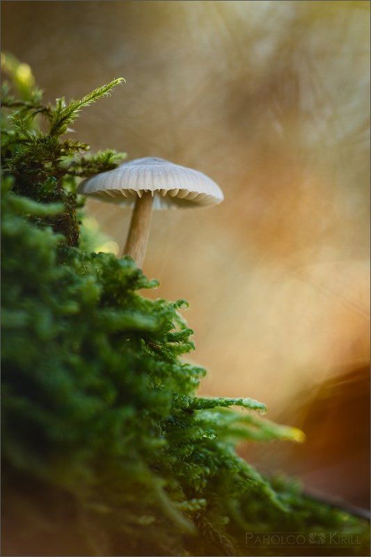 На краюphoto preview