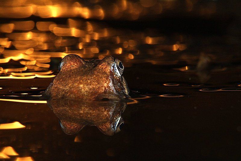 Подмосковный микробегемотphoto preview