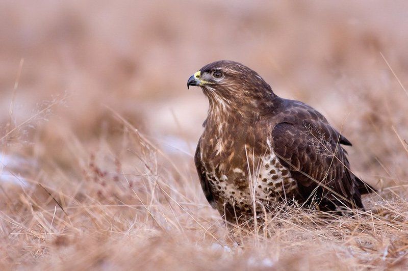 Buzzardphoto preview