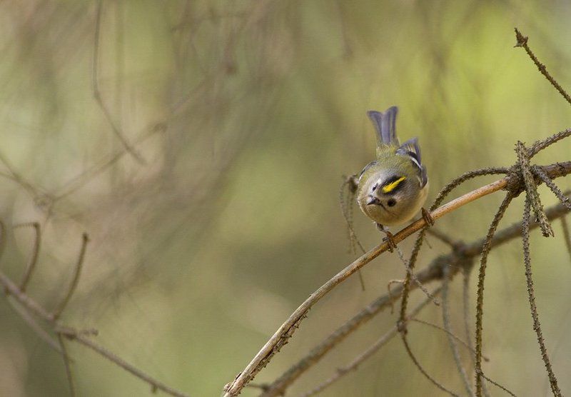 Goldcrestphoto preview