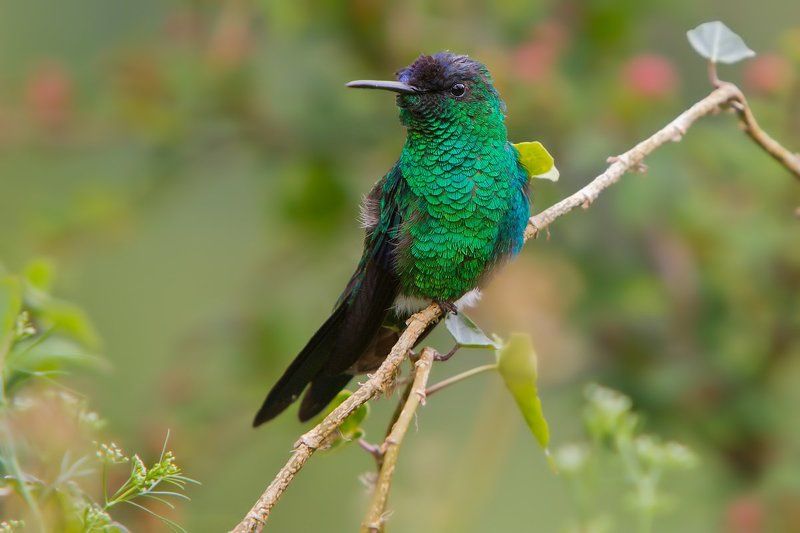 две колибриphoto preview