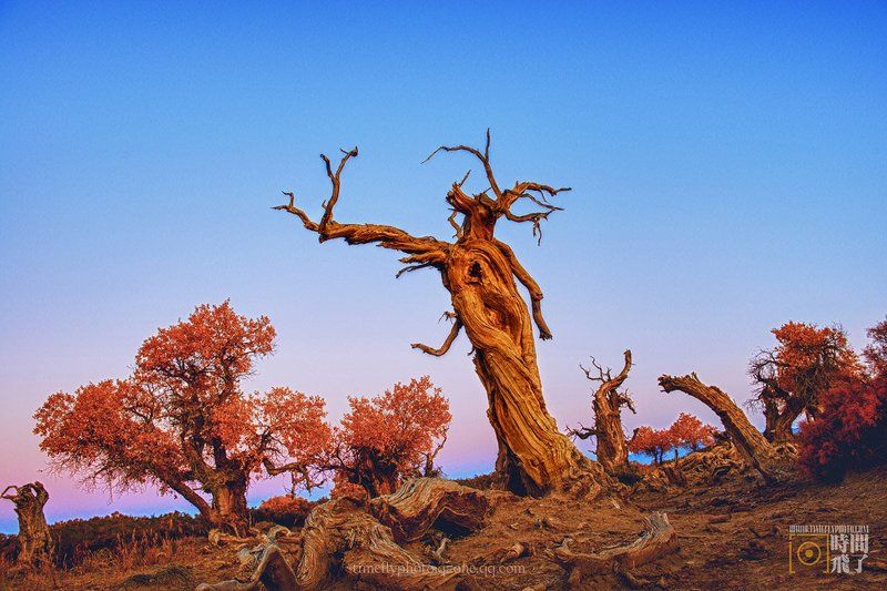 Desert dancerphoto preview