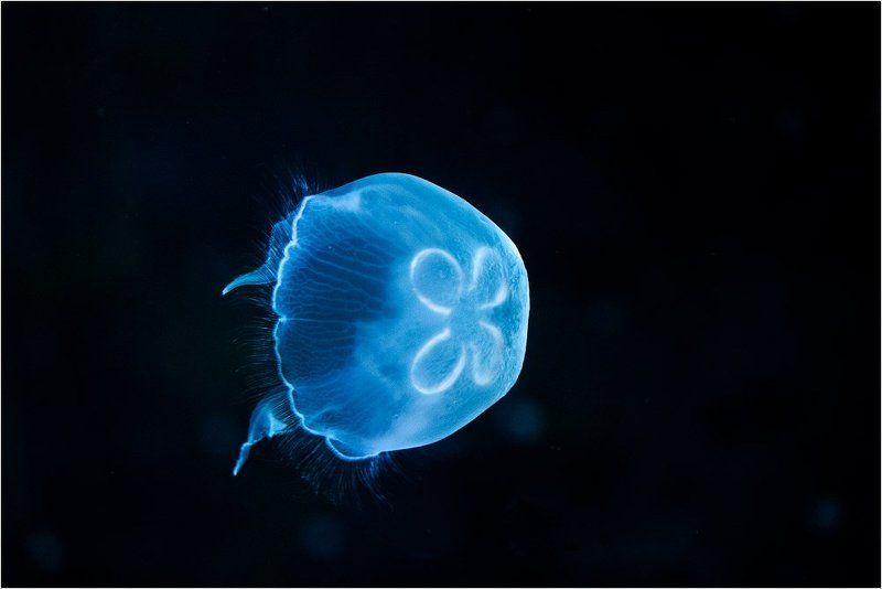 Aurelia auritaphoto preview