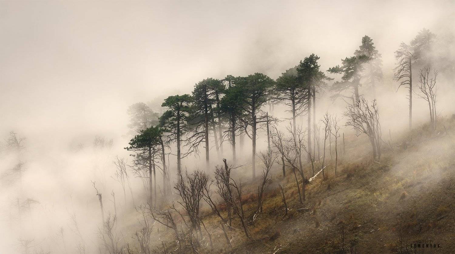 В облаках. Автор: Семенюк Василий крым, ялтинская яйла, горы, облака, лес, туман, закат, фототур, landscape, crimea, jalita, fog, dusk., Семенюк Василий