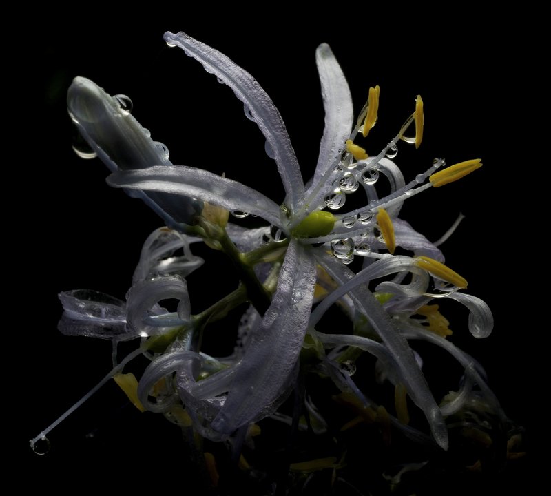 Состояниеphoto preview