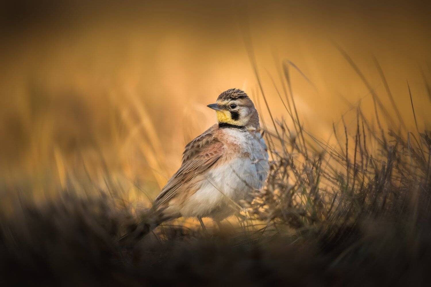 Horned Lark. Автор: Илья Данилов , Илья Данилов
