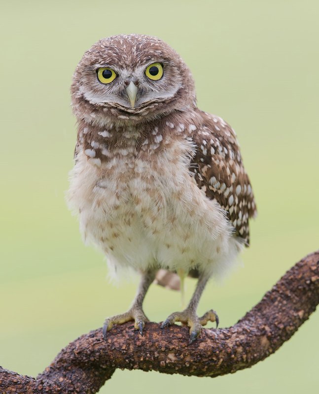 кроличий сыч, florida,burrowing owl, owl, флорида,сыч Burrowing Owl - Молодой Кроличий сычphoto preview