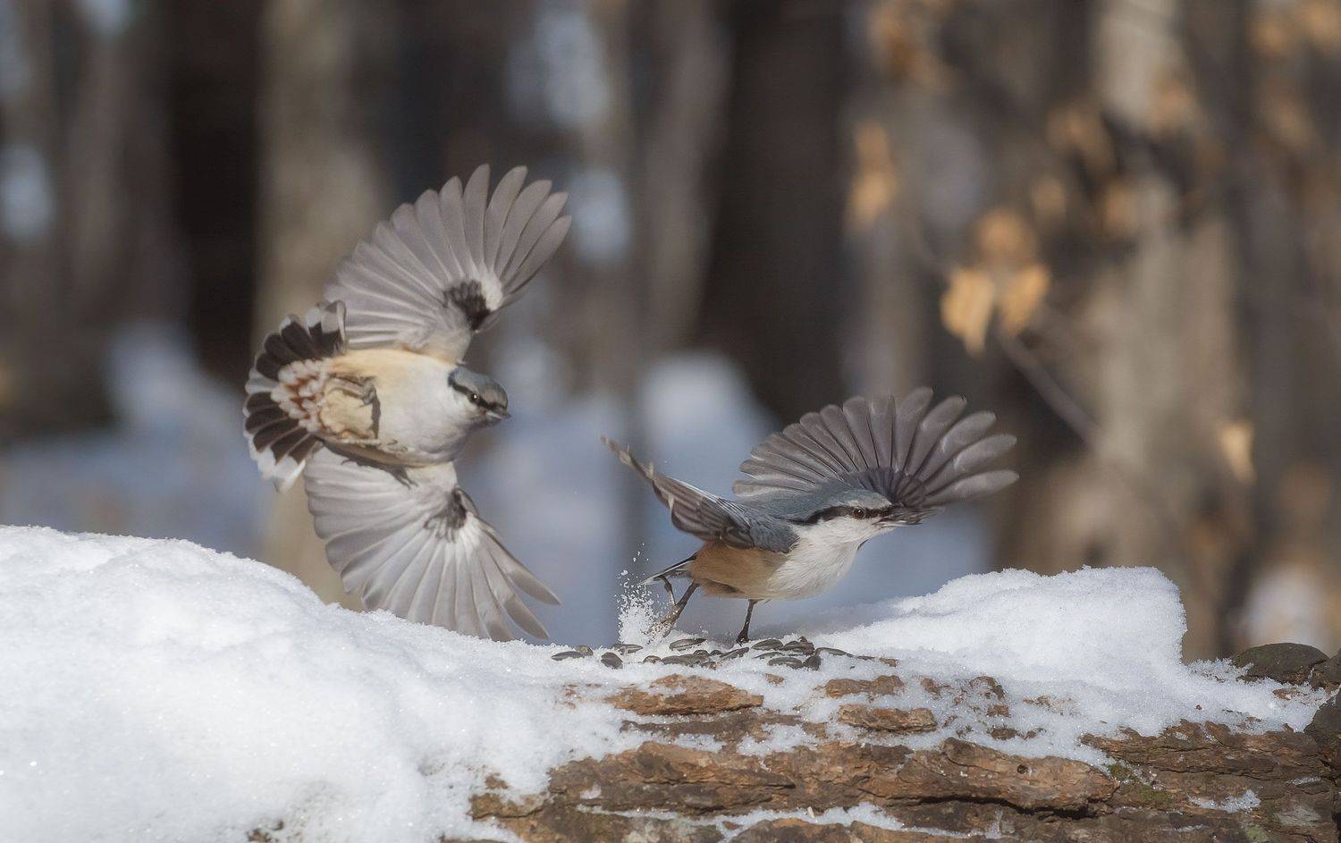 , Шинкарева Елена