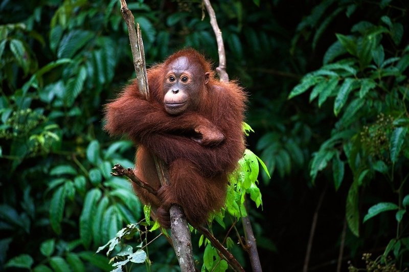 orangutan, nature, wild, animal, pong, indonesia, borneo photo preview