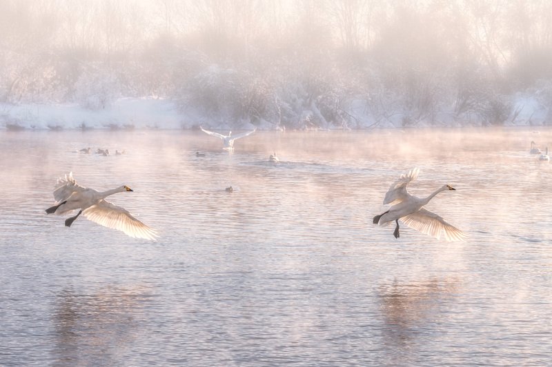Лебеди, Озеро, Озеро Светлое, Алтайский край Лебединый райphoto preview