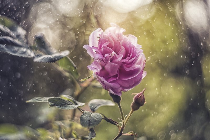 макро, макрофотография, макросъемка, боке, весна, цветы photo preview