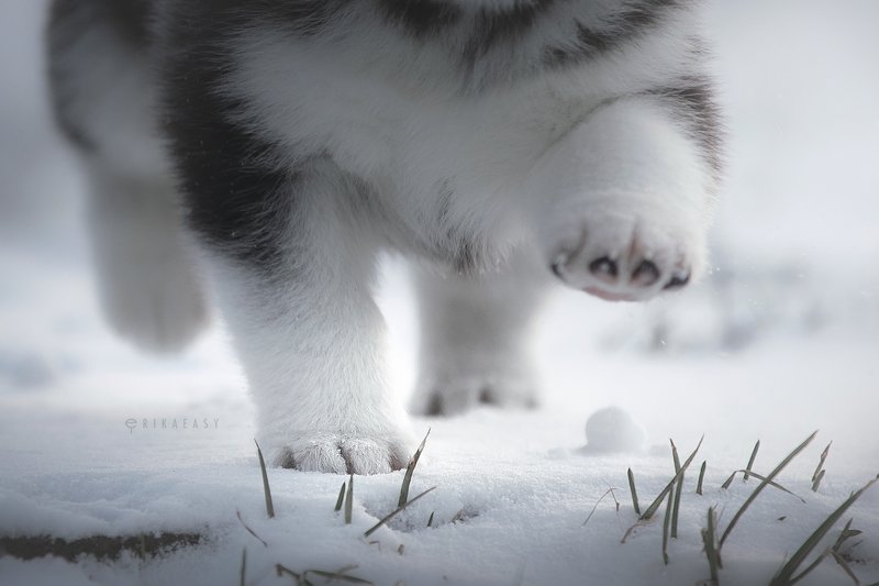 pitty-pattyphoto preview