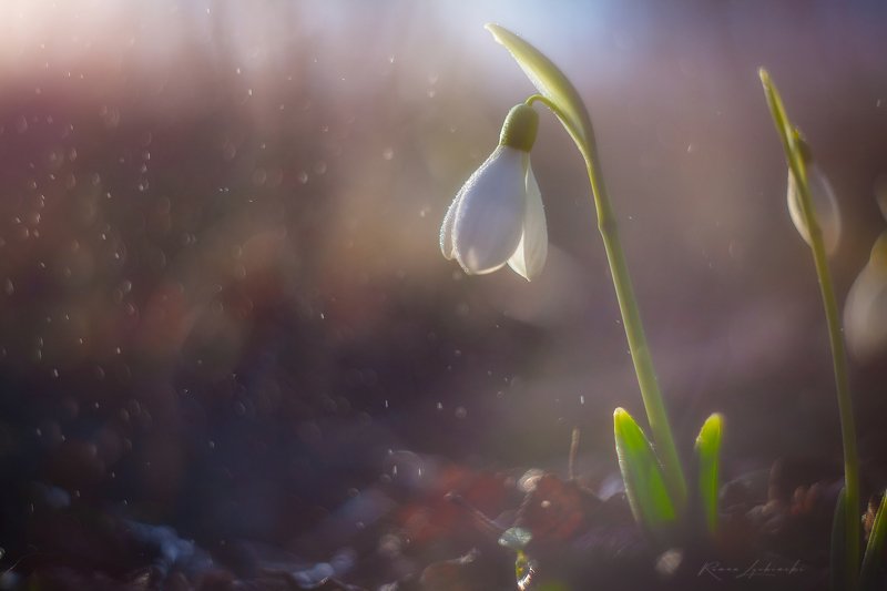 Дыхание весныphoto preview