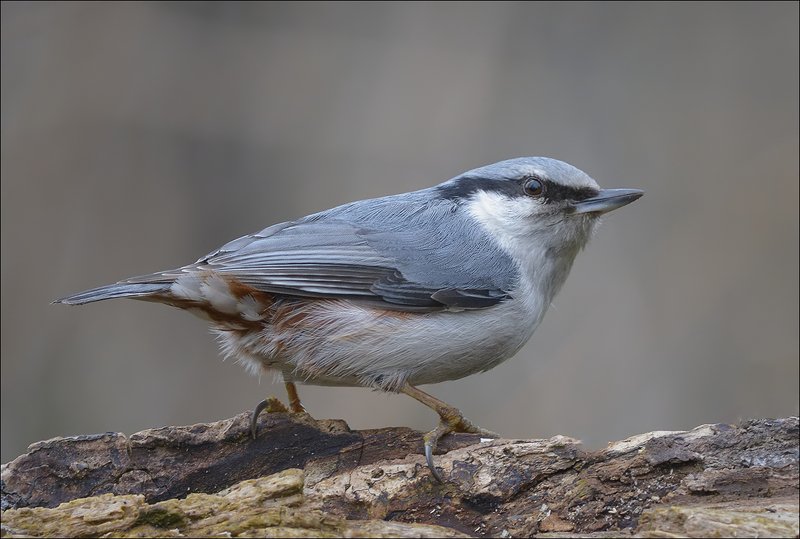 поползень ***photo preview