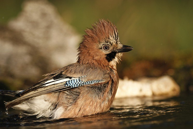 Удодикиphoto preview