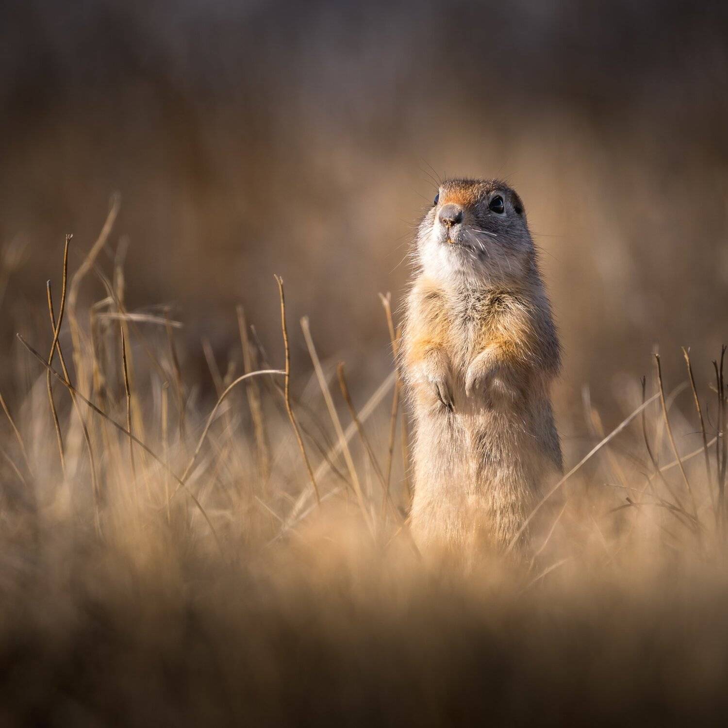 A cute gopher. Автор: Илья Данилов , Илья Данилов