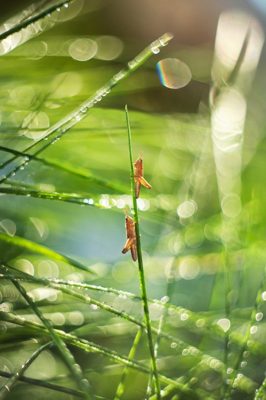 grasshopersphoto preview