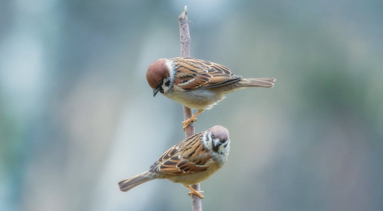 , Alexander Plekhanov