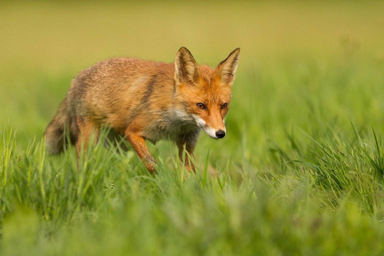 , Janina J?drzejewska-Szombara