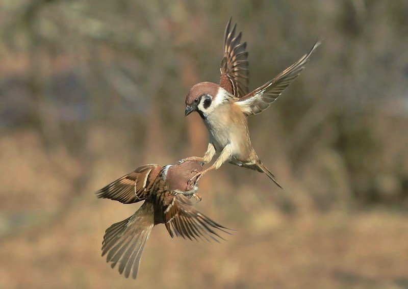 природа , птицы разборкиphoto preview