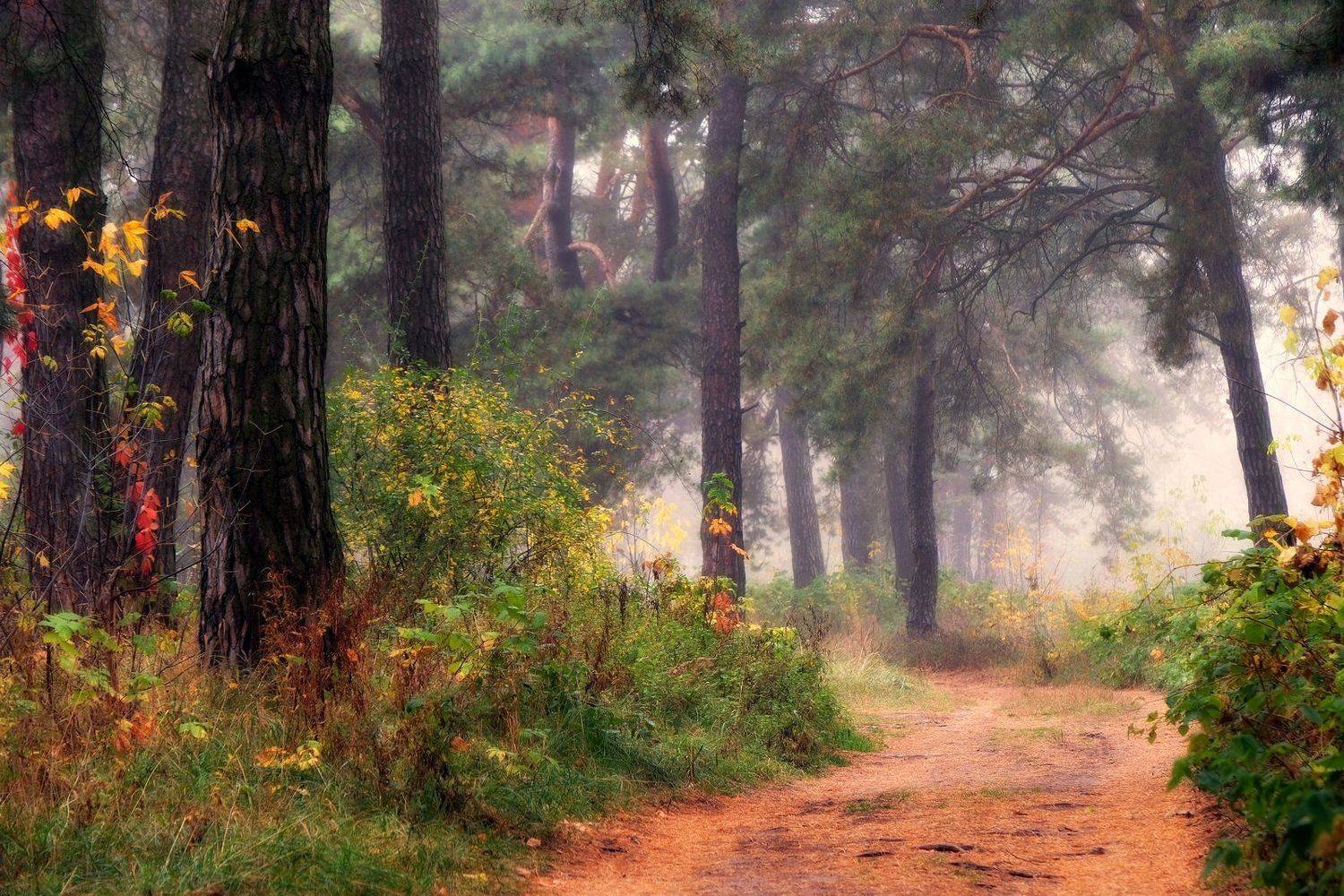 Осенний лес(IV). Автор: Иванчиков Дмитрий вечер осень лес дорога, Иванчиков Дмитрий