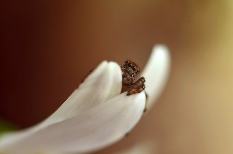 макро, скакун, макро мир, макро история, россия, природа, насекомые, пауки, милота, Привет из макро мираphoto preview