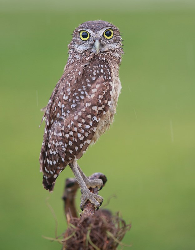 кроличий сыч, florida,burrowing owl, owl, флорида,сыч Burrowing Owl - Кроличий сычphoto preview