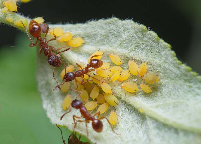 Lemon tree фото превью
