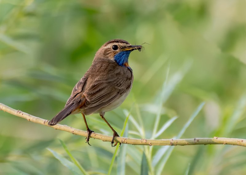 birds, птица, варакушка, самец, самка, добыча, Варакушка.photo preview