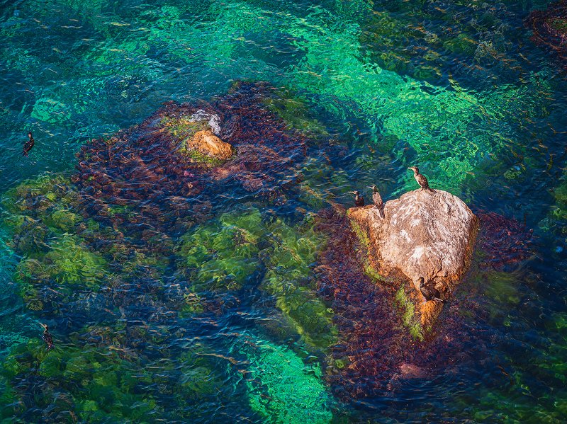 О крымских бакланахphoto preview