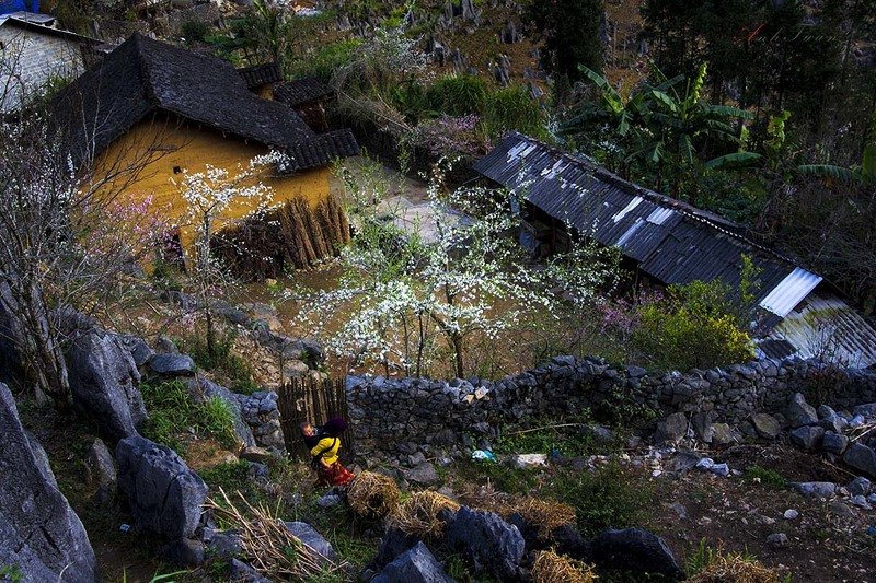 #sellingphoto #hagiang Springphoto preview