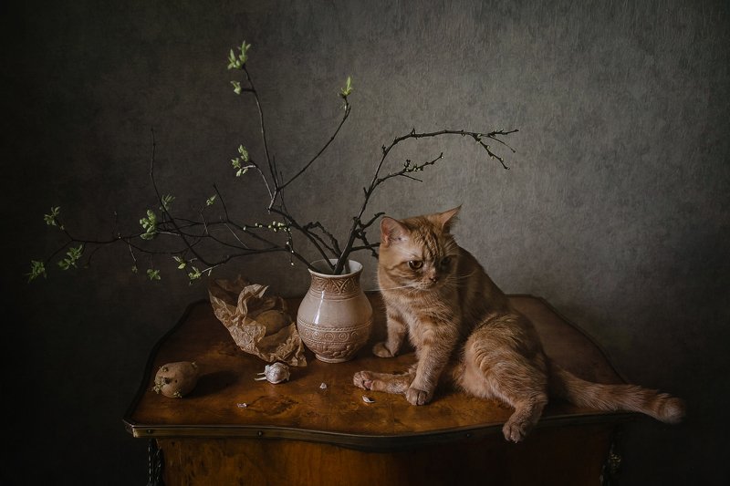 животные, кошки, кот, натюрморт, ветки, картофель Скоро весна, всё распускается :)photo preview