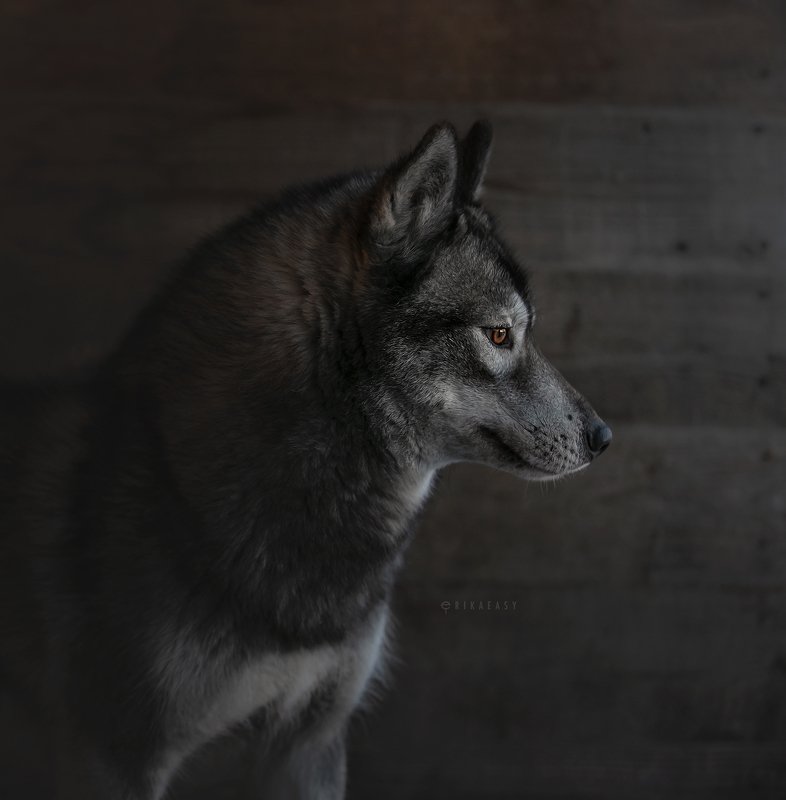 хаски, husky photo preview