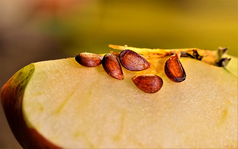 Эх, яблочко...photo preview