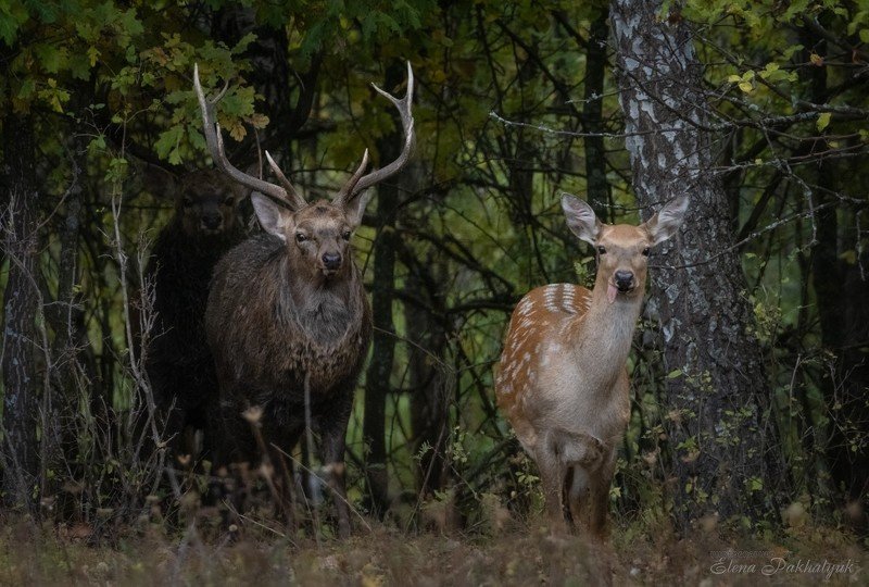 россия,парк,олени,животные,природа Семейный портретphoto preview