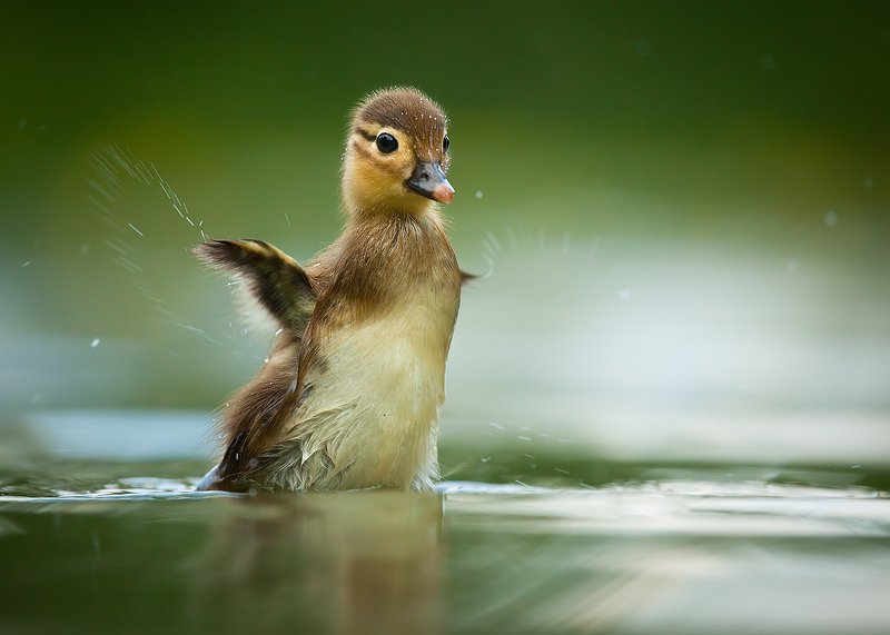 Mandarin duckphoto preview