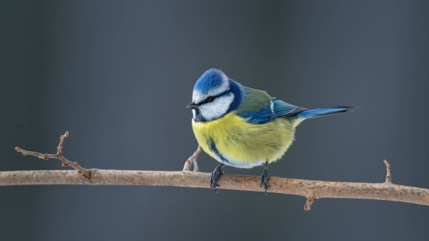 ЛАЗОРЕВКА. Автор: Alexander Plekhanov , Alexander Plekhanov