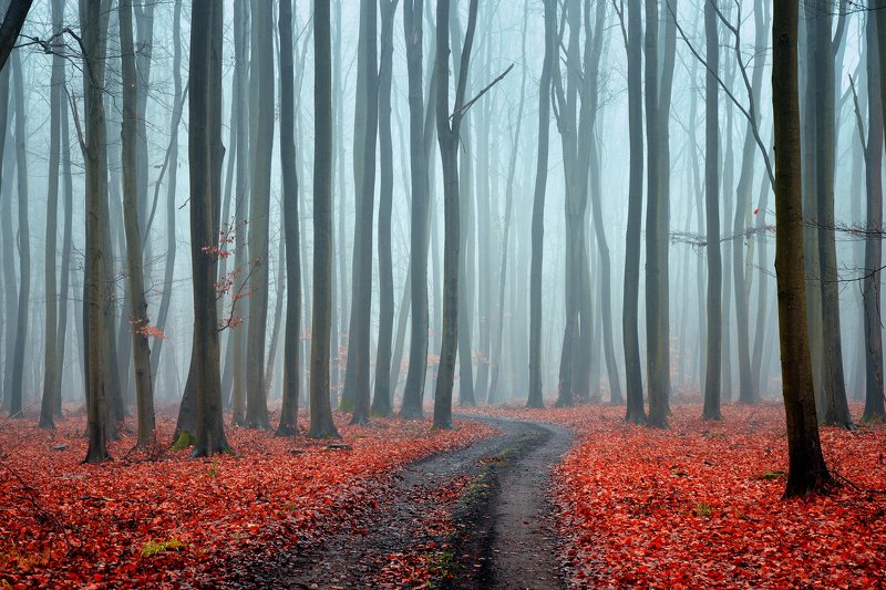 misty forest red fog morning foggy road path las tree magic mist trees wood autumn dranikowski в туманном лесу в туманном лесуphoto preview