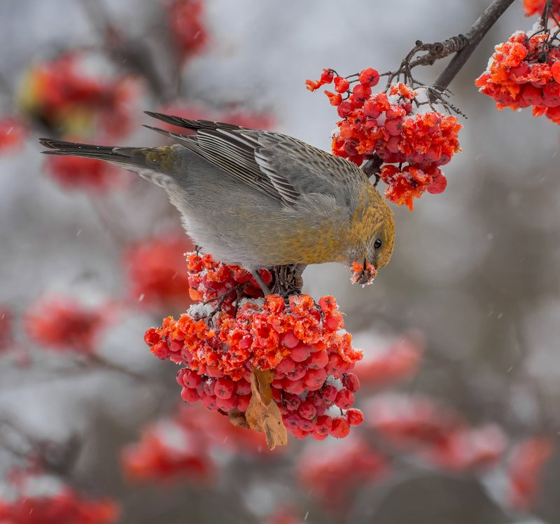 birds, птица, щур, рябина, зима, Щур на рябине зимней..photo preview