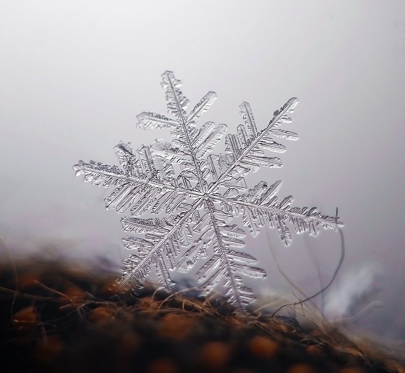 макро, зима, россия, зимнее макро, снег, снежинка, волшебство, макрофотография, Зимняя звездаphoto preview