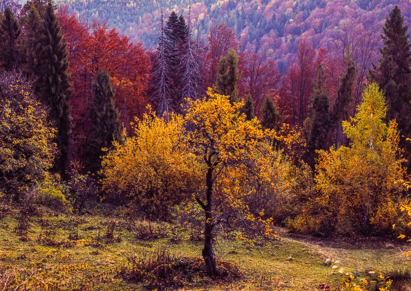 autumn, carpathian, colorful, countryside, fall, field, foliage, forest, hill, house, land, landscape, meadow, morning, mountain, mountains, nature, outdoor, pasture, picturesque, red, rural, scenery, season, tranquil, travel, tree, view, wood, yellow Autumn foliage trees in the Carpathian mountains Fuji Velvia filmphoto preview