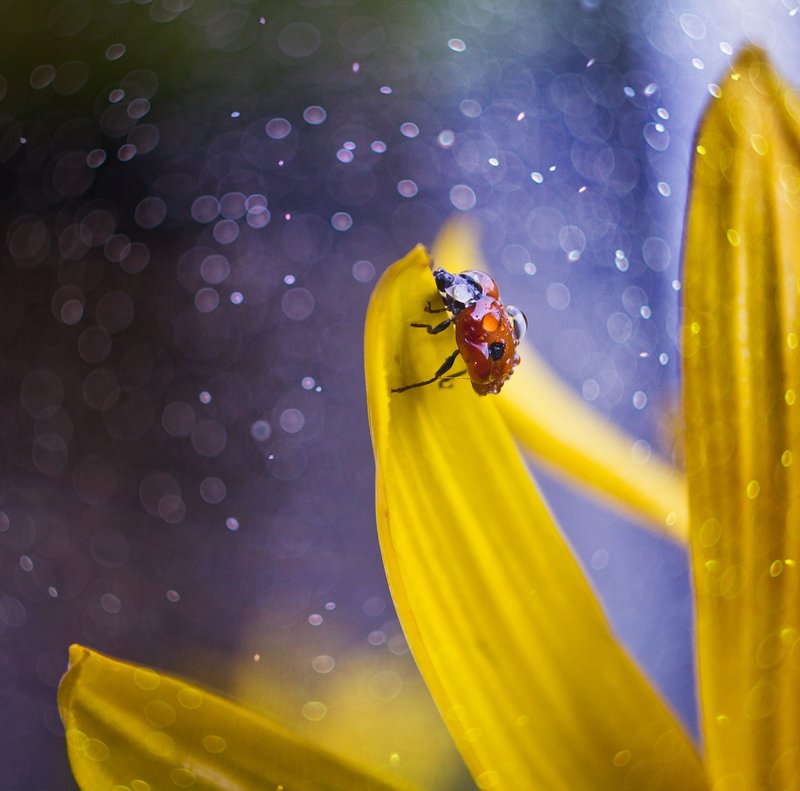 коровка, осень, желтый, цветок, брызги, макро, капли, насекомое, macro Осенняя коровкаphoto preview