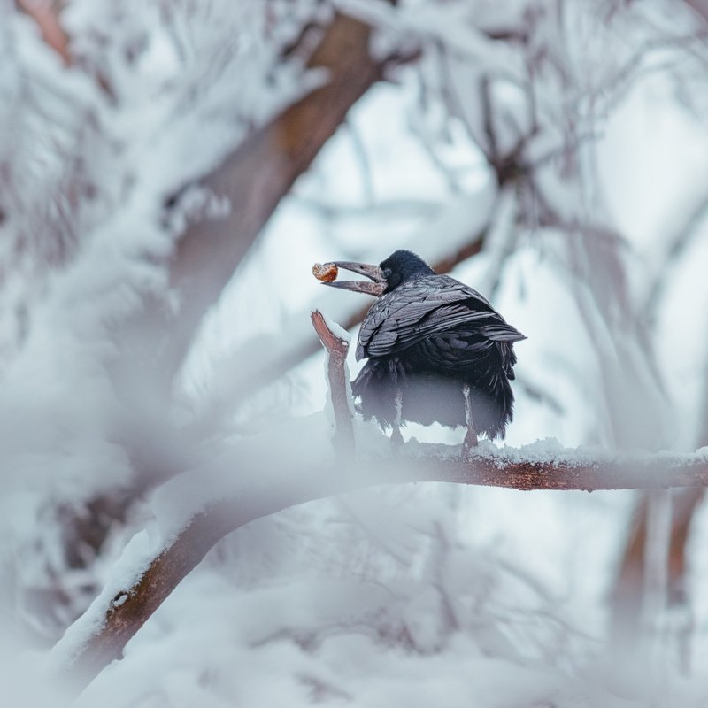 canon 55-250, beautiful, красивый, moment, момент, nature, природа, wildlife, живая, winter, зима, зимний, bird, птица, crow, ворона, snowy, снежно, Коротко о том, куда пропадают беличьи запасы :)photo preview