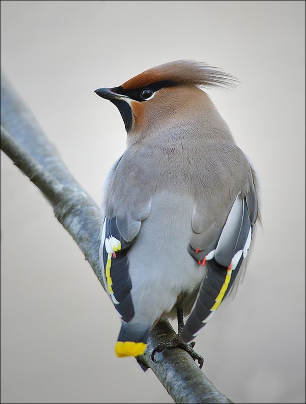 свиристель ***photo preview