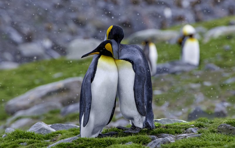 ❤️❤️photo preview