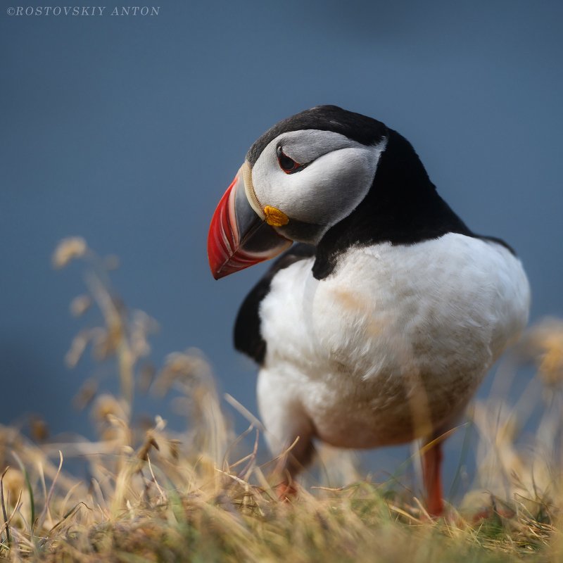 Тупик, puffin, фототур, Исландия Тупик (puffin) видно что их предками были динозавры)photo preview