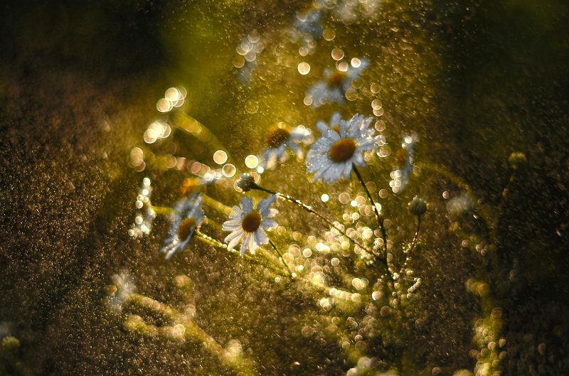 солнце, лето, россия, боке, цветы, ромашки, природа, бабочка, насекомые, аполлон, закат, свет, pentacon, Солнечноеphoto preview